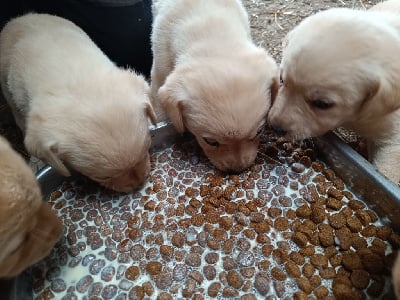 Les chiots de Labrador Retriever