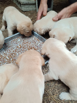 Les chiots de Labrador Retriever
