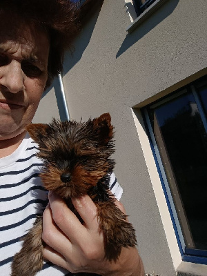 Les chiots de Yorkshire Terrier