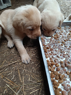 Les chiots de Labrador Retriever