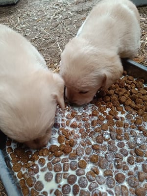 Les chiots de Labrador Retriever