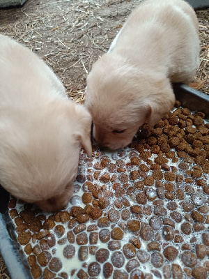 Les chiots de Labrador Retriever