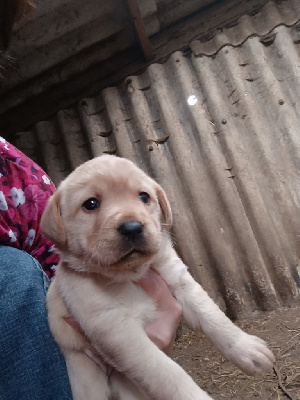 Les chiots de Labrador Retriever