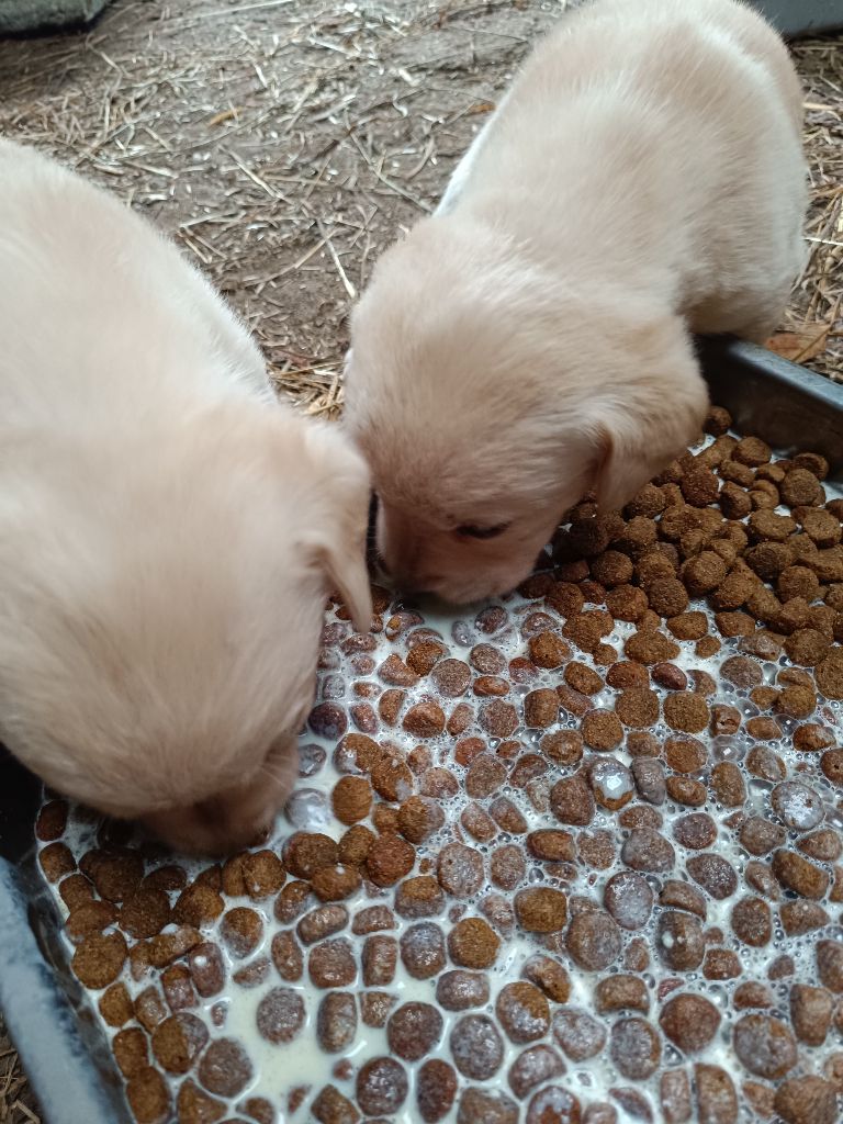 CHIOT 5 - Labrador Retriever