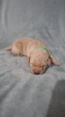 Les chiots de Labrador Retriever