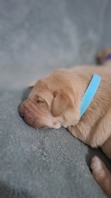 Les chiots de Labrador Retriever