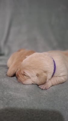 Les chiots de Labrador Retriever