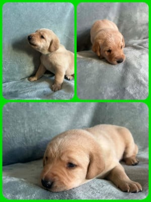 Les chiots de Labrador Retriever