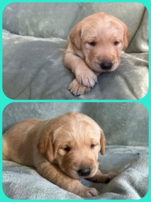 Les chiots de Labrador Retriever