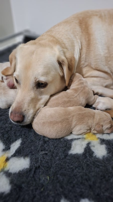 Labrador Retriever - de ma campagne doree