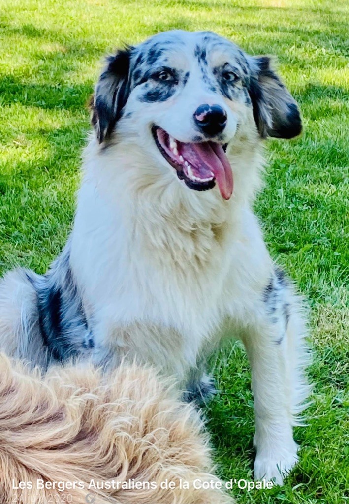 Publication : de l'Angelarde Auteur : Les Glaciers de Cristal