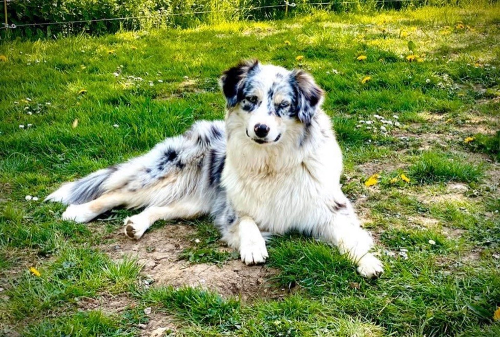 Publication : de l'Angelarde Auteur : Les Glaciers de Cristal