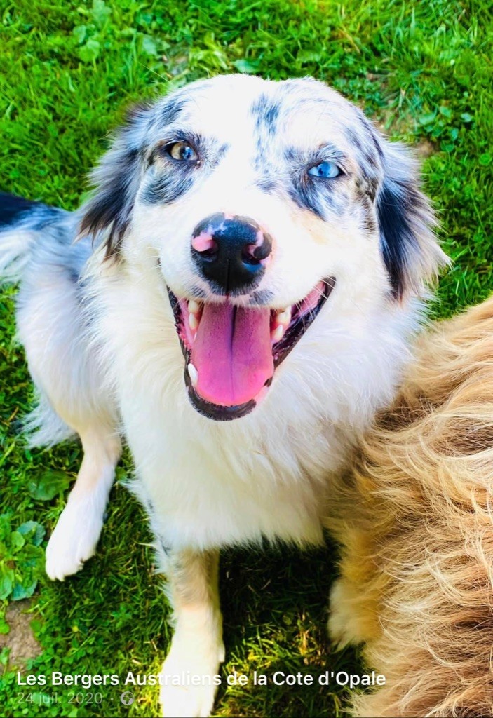 Publication : de l'Angelarde Auteur : Les Glaciers de Cristal