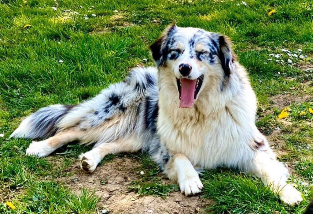 Publication : de l'Angelarde Auteur : Les Glaciers de Cristal