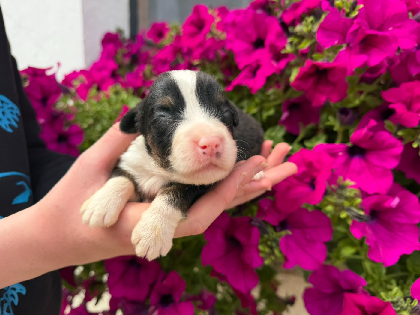 CHIOT 2 - Berger Australien