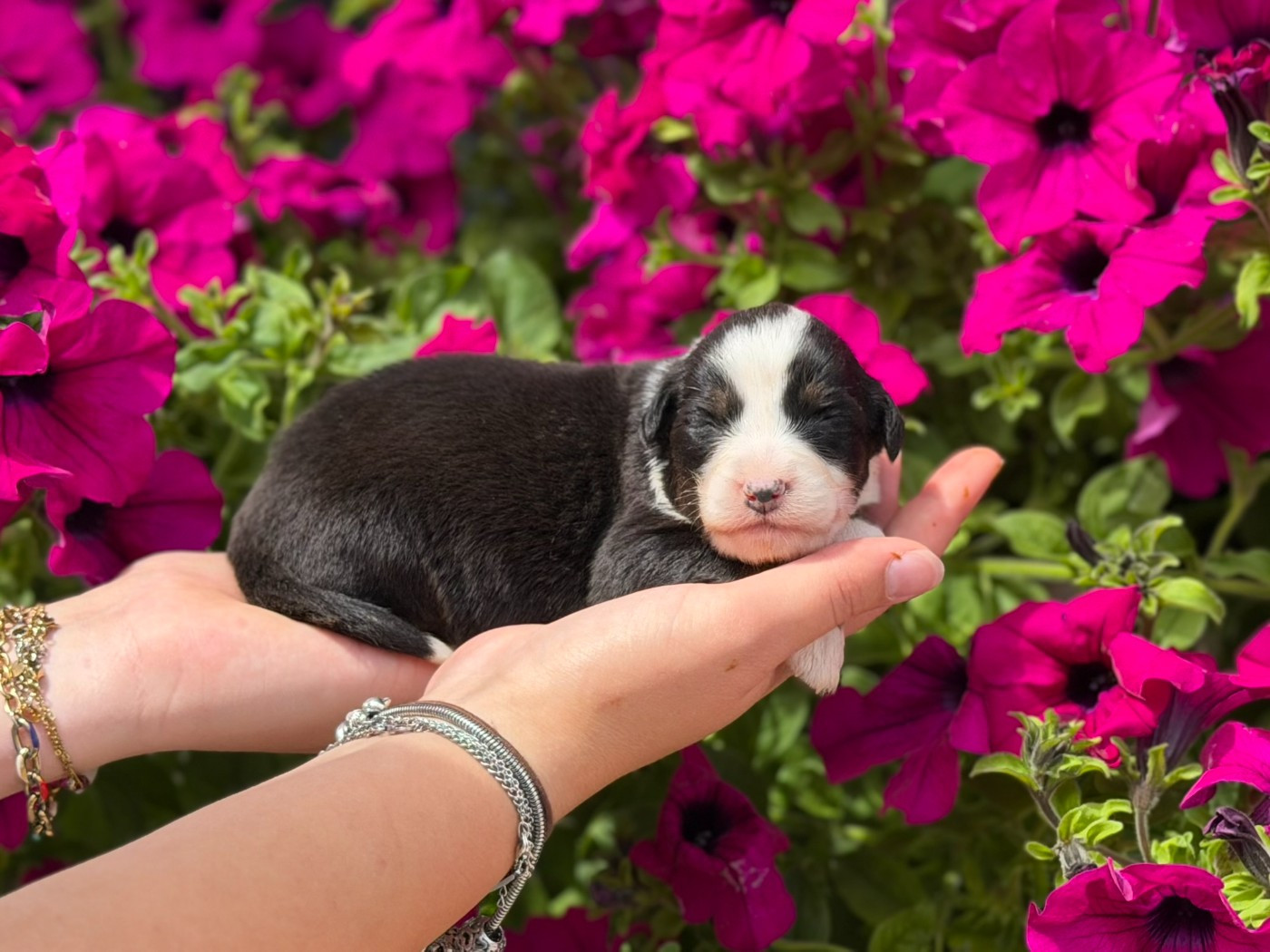 CHIOT 7 - Berger Australien