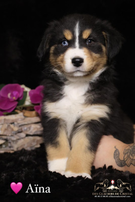 Les chiots de Berger Australien