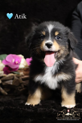 Les chiots de Berger Australien