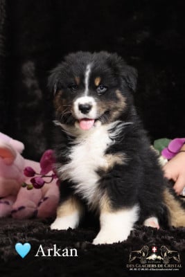 Les chiots de Berger Australien