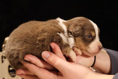 Les chiots de Berger Australien