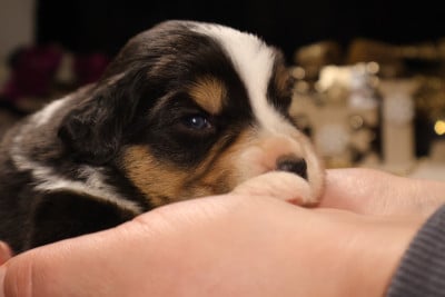 Les chiots de Berger Australien