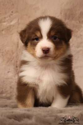 Les chiots de Berger Australien