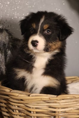 Les chiots de Berger Australien