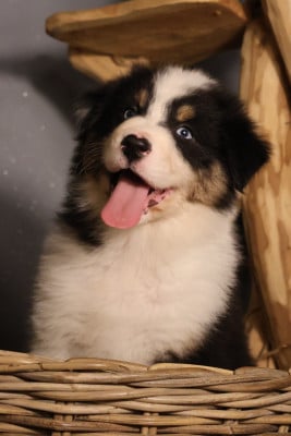 Les chiots de Berger Australien