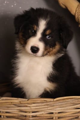 Les chiots de Berger Australien