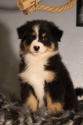 Les chiots de Berger Australien