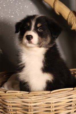 Les chiots de Berger Australien