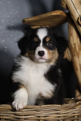 Les chiots de Berger Australien