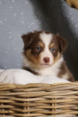 Les chiots de Berger Australien