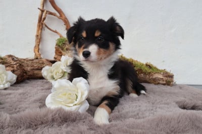 Les chiots de Berger Australien