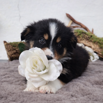 Les chiots de Berger Australien