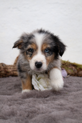 Les chiots de Berger Australien