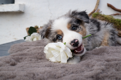 Les chiots de Berger Australien