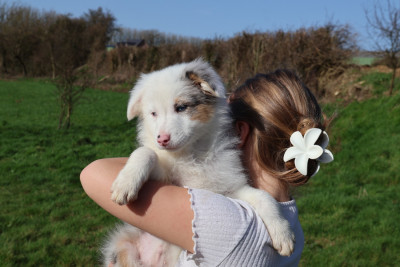 Les chiots de Berger Australien