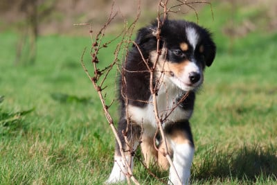 Les chiots de Berger Australien