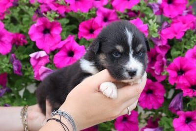 Les chiots de Berger Australien