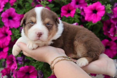 Les chiots de Berger Australien