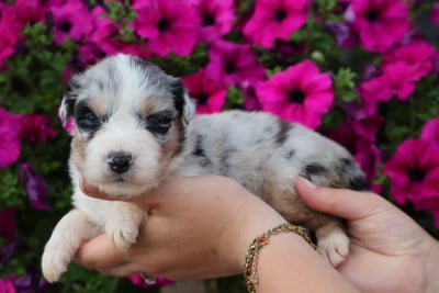 Les chiots de Berger Australien