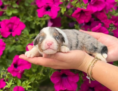 Les chiots de Berger Australien