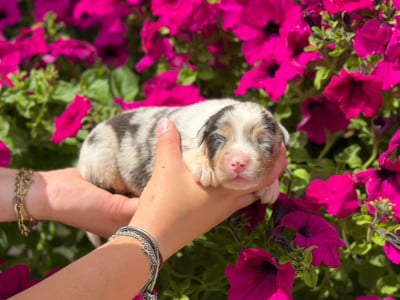 Les chiots de Berger Australien