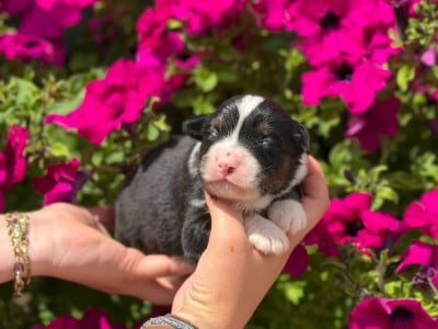 Les chiots de Berger Australien