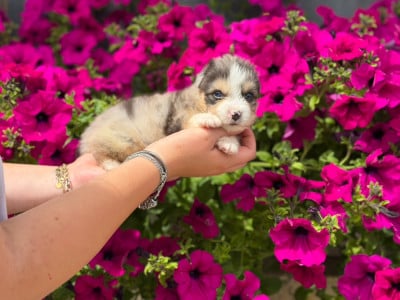 Les chiots de Berger Australien