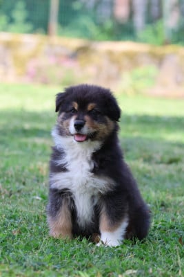 Les chiots de Berger Australien