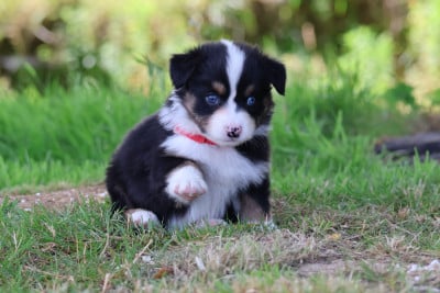 Les chiots de Berger Australien