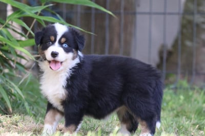 Les chiots de Berger Australien