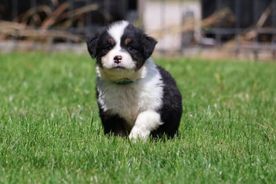 Les chiots de Berger Australien